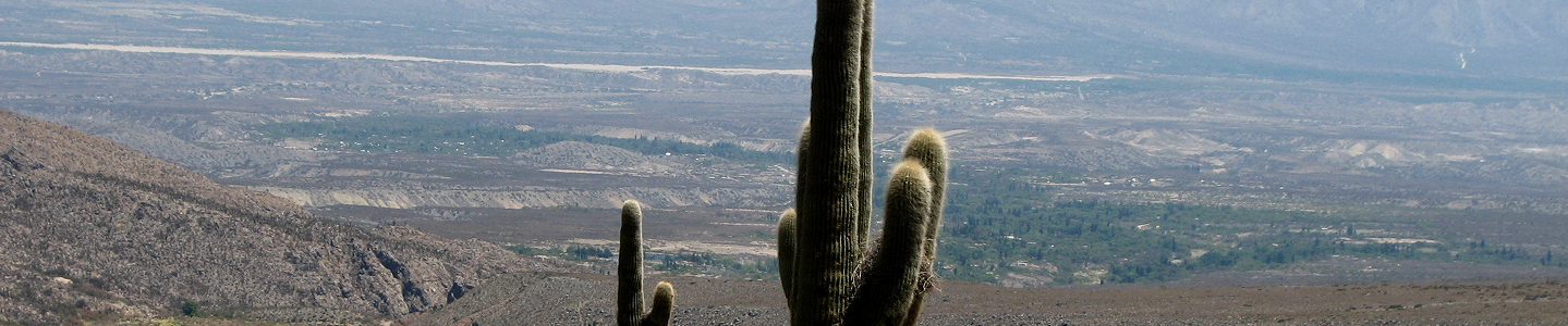 Vista del valle con cardones